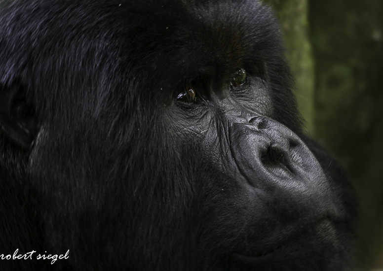 gorilla